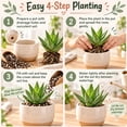 thumbnail image 5 of Succulent Plant Bare Root,Low Maintenance-Decoration, Ideal for Beds Borders, Plant Pots & Planters`, 5 of 6