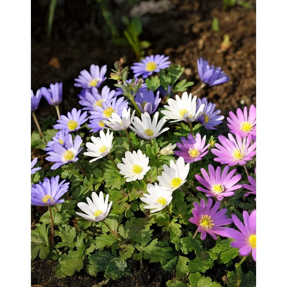Mixed Anemone blanda - 75 bulbs