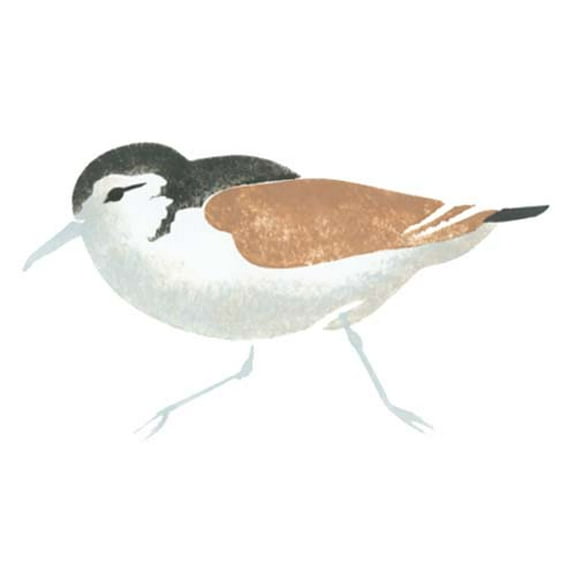 Single Sandpiper Bird Wall Stencil SKU #1174 by Designer Stencils