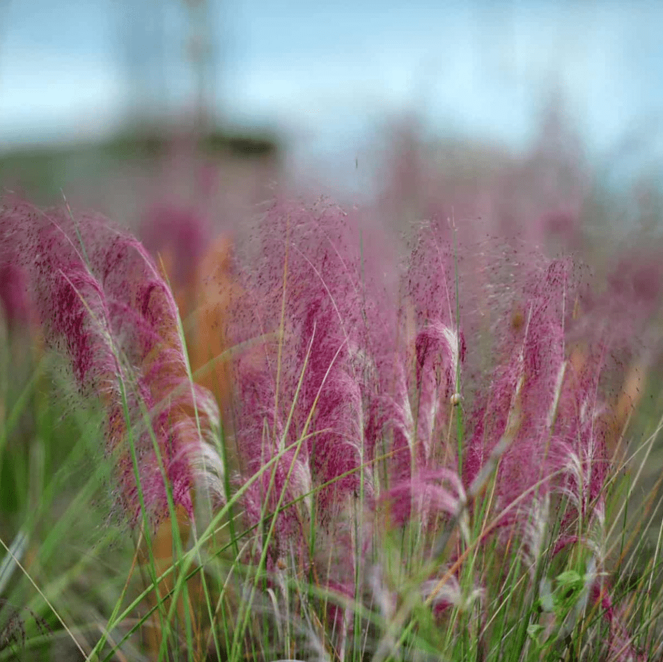 Muhly Grass Pink Live Starter Plant for Planting, Ornamental Grass Live Plant for Growing Indoor, Outdoor, 4 to 6 Inch Tall, Ship No Pot