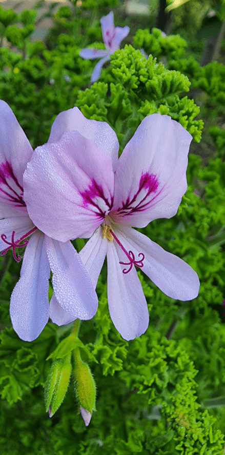 Lemon Scented Geranium Live Plant, 4–6 Inch Tall, Fragrant Pelargonium Lemonii, Aromatic Foliage for Indoor Outdoor Containers
