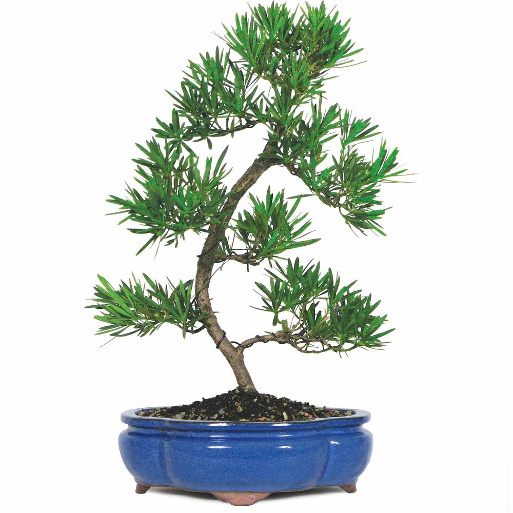 Podocarpus Bonsai Tree