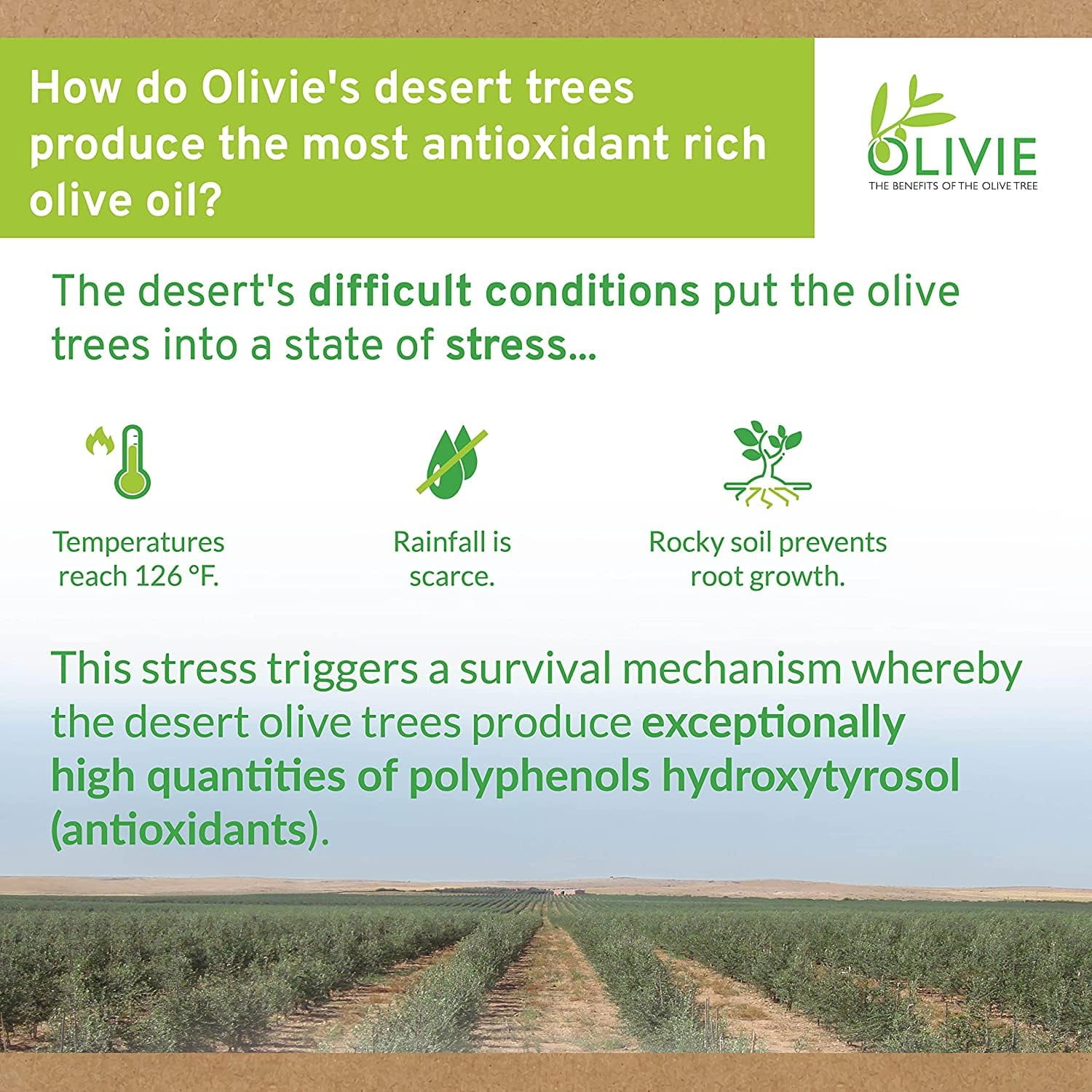 Organic High Polyphenol Rich Extra Virgin Olive Oil OLIVIE PLUS 30X | Moroccan Desert Olive Oil | EVOO | Organic, Kosher | 250 ml Glass Bottle