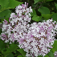 thumbnail image 4 of Pink Purple Lilac Bushes Live Plant Ready to Grow 6-12 Inches, 4 of 6