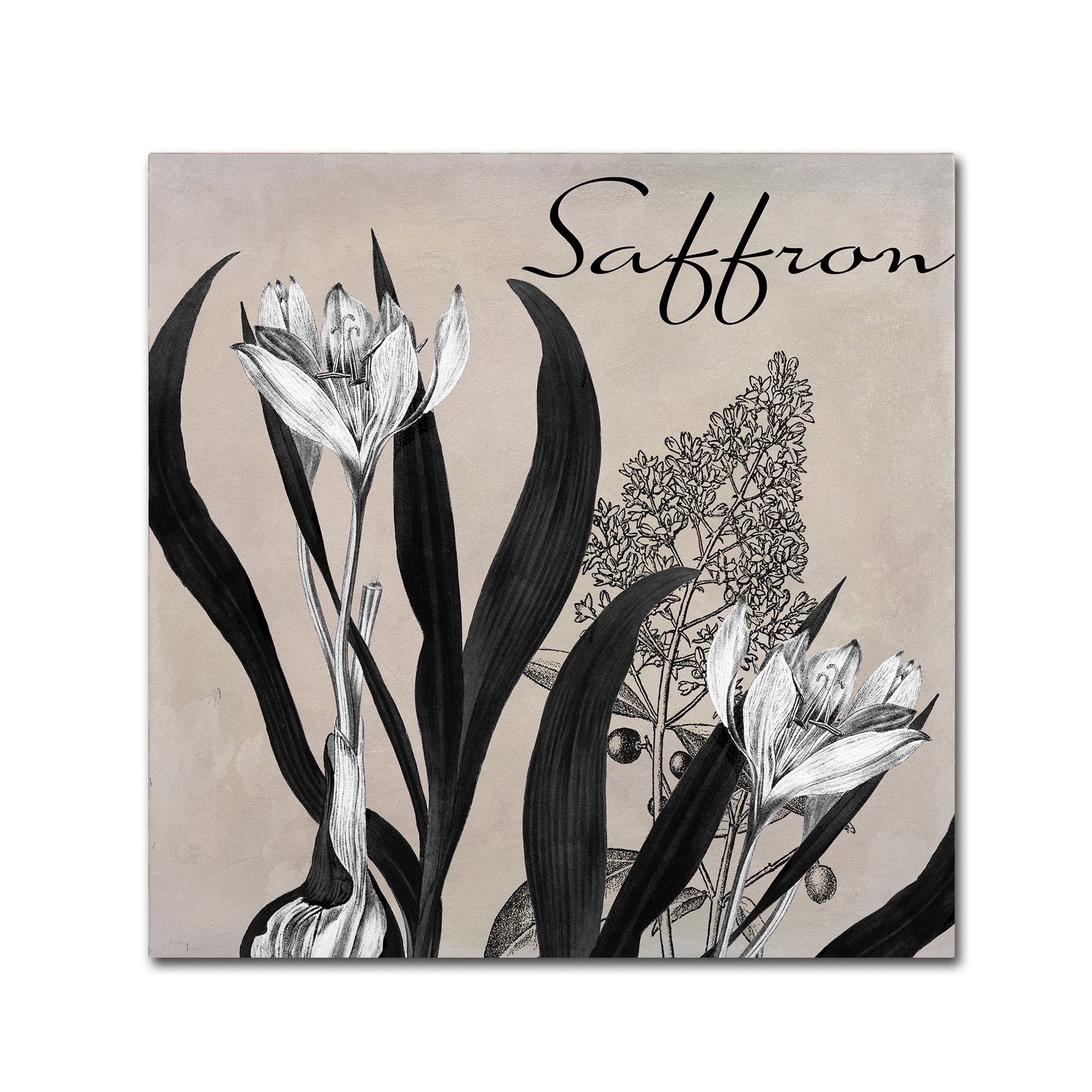 Trademark Fine Art "Flowering Herbs I" Canvas Art by Color Bakery