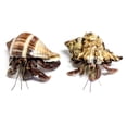 thumbnail image 2 of Cangrejos Ermitaños Vivos Nature Gift Store 3 Pequeños con Conchas, 2 of 9