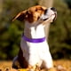 thumbnail image 2 of Collar de nailon para perro con tira reflectante, collar clásico acolchado para perros medianos, morado, talla M, 2 of 5