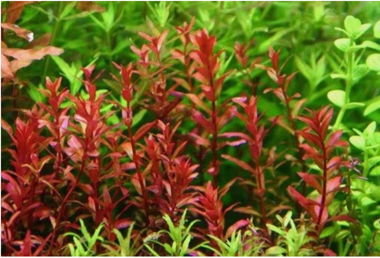 Rotala Rotundifolia RED Live Aquarium Plant Aquatic Plant