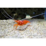 Aquatic Foods Sinking 1/8 Pellets for Plecos, Catfish, Shrimp Snails ALL Bottom Fish - 1/4-lb…Ziegler