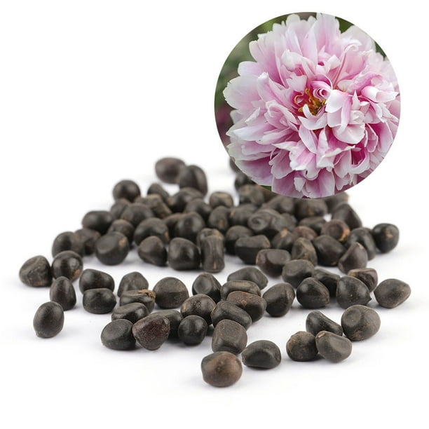Semillas de árboles para plantar - Alta Calidad - Envío Rápido