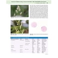 thumbnail image 2 of Middleton's Allergy 2-Volume Set: Principles and Practice (Expert Consult Burks MD, A Wesley; Adkinson Jr. MD, N. Franklin; Bochner MD, Bruce S; Busse MD, William W; Holgate MD DSc FMedSci, Stephen T; Lemanske MD, Robert F and O'Hehir FRACP PhD FRCPath, Robyn E., 2 of 4