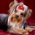 thumbnail image 6 of Rupoun 20pcs Shinning Pet Puppy Hair Bows Hair Rope Cat Dog Hair Band Headwear Grooming Accessories With Elastic Band For Small Animals Teddy Maltese Yorkshire Polyester Multiple Colors, 6 of 9