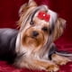 thumbnail image 4 of 20 lazos brillantes para el pelo de mascotas, cachorros, gatos, perros, diademas, accesorios de aseo, 4 of 10