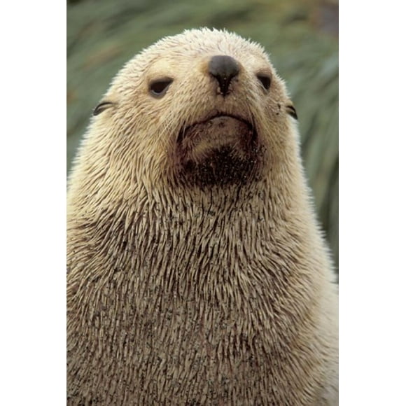 Antarctic Fur Seal, White Morph, South Georgia Island, Antarctica Poster Print by Art Wolfe (24 x 35)