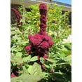 thumbnail image 6 of 100 Organic ELEPHANT HEAD AMARANTHUS Amaranthus Gangeticus Burgundy Red Flower Seeds, 6 of 6