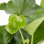 Expert Gardener Ivy 1PT Green Live Plants