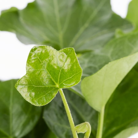 Expert Gardener Ivy 1PT Green Live Plants