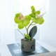 thumbnail image 5 of Gwong Decoración hogareña Flor artificial Mariposa Orquídea Pot Bonsai Garden DIY Fiesta Decoración de muebles Gwong 21041043, 5 of 7