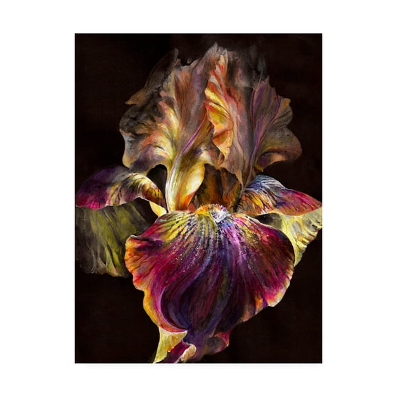 Trademark Fine Art 'Iris On Black' Canvas Art by PhotoINC Studio