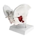 thumbnail image 3 of Modelo de Pelvis Femenina con Ligamentos, Músculos Y órganos | Modelo de de Pelvis | Modelos Anatómicos, 3 of 9