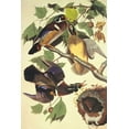thumbnail image 2 of Audubon, John James 13x18 Gold Ornate Wood Framed with Double Matting Museum Art Print Titled - Summer Or Wood Duck, 2 of 4