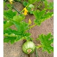 thumbnail image 2 of TomorrowSeeds - Winter Luxury Pie Pumpkin Seeds - 20+ Count - For 2026 Planting Gourmet Golden Fine, 2 of 9