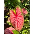 thumbnail image 5 of Blue Buddha Farm: Apple Blossom Caladium (2 Bulbs) - Easy to Grow Indoor or Outdoor Perennial Plant, 5 of 9
