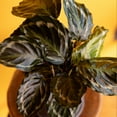 thumbnail image 4 of Medallion Calathea Pet-Safe Houseplant | 6in. Pot; Indirect Light | Element Exotics by Altman Plants, 4 of 8