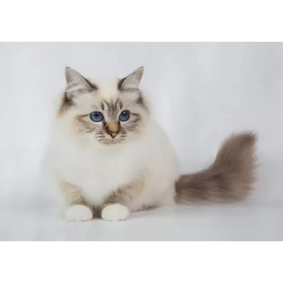 Kna Prints - 1 Pcs Poster Cute Cat Kitten Animal Poster Art Print Gift #15565, UNFRAMED-8x12