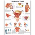 thumbnail image 1 of HD Human Anatomy Organ Pipe Canvas Art - Remastered Flannel Anime, In Stock, 14+, CE, 1 of 9