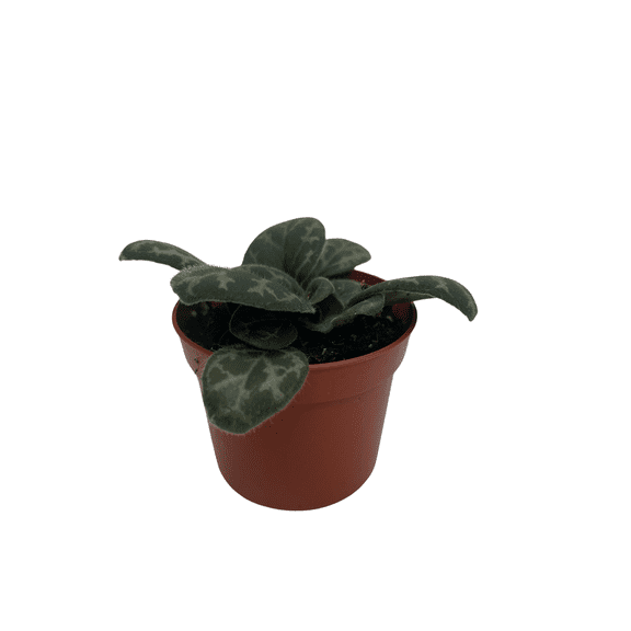 Primulina yungfuensis - Asian Violet - 2.5" Pot - Easy House Plant