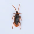 thumbnail image 1 of FN000703-00×5, 1 of 2