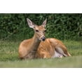 thumbnail image 2 of Jones, Adam 14x11 Black Ornate Wood Framed with Double Matting Museum Art Print Titled - White-tailed deer lying down resting-Kentucky, 2 of 4