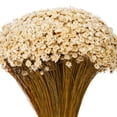 thumbnail image 2 of 20" Dried Natural Starflower Bunch 8 oz., 2 of 2