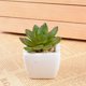 thumbnail image 1 of Plantas artificiales en maceta Suculentas Mini simulación Planta en maceta Plantas verdes para decoración de mesa de oficina ES0085. ACTIVE Biensenido a ACTIVE, 1 of 1