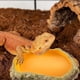 thumbnail image 3 of Reptile Water Bowl, Snake Tank Basin Dish, Feeding Station, Terrarium Decoration, 3 of 5
