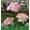 Pink, variant on Garden Lights Solar Powered Artificial Three Headed Hydrangea Lamp LED Color Hydrangea Landscape Lamps Exquisite Atmosphere Light for Courtyard