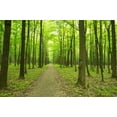 thumbnail image 2 of Forest Green Wall Mural by Wallmonkeys Peel and Stick Graphic (24 in W x 16 in H) WM162526, 2 of 4