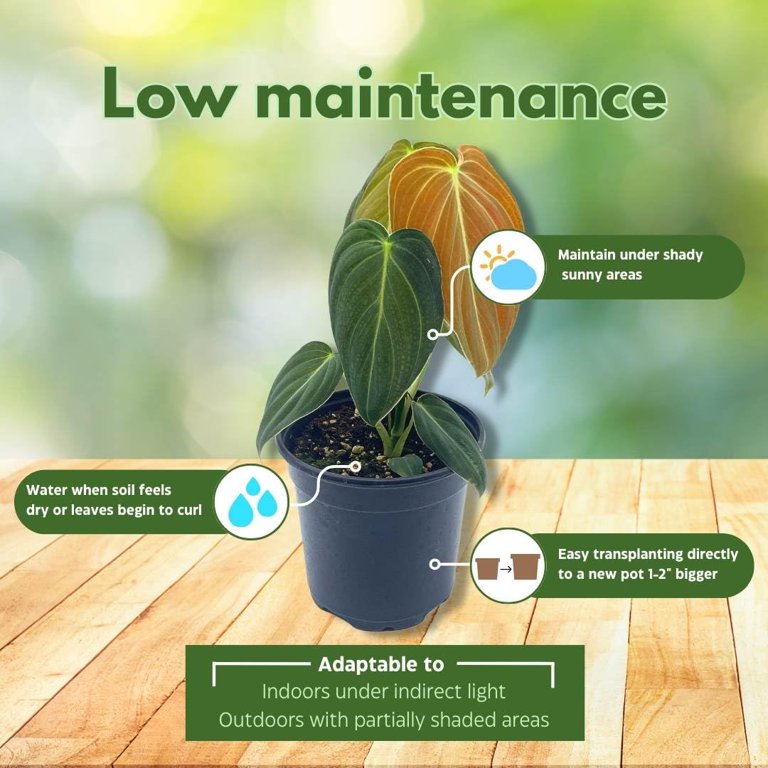 Black Gold Philo, 4 inch Philodendron melanochrysum, Very Rare houseplant -  Walmart.com