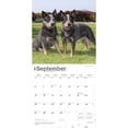 thumbnail image 4 of Blue Heelers | 2026 12x24" (Hanging) Square Wall Calendar | Plastic-Free, 4 of 9