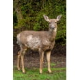 thumbnail image 2 of Horton, Janet 23x32 White Modern Wood Framed Museum Art Print Titled - Black-tailed doe with mange, 2 of 4