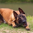 thumbnail image 2 of Juguete Dental Hswaye Negro Resistente para Perros Agresivos, 2 of 6
