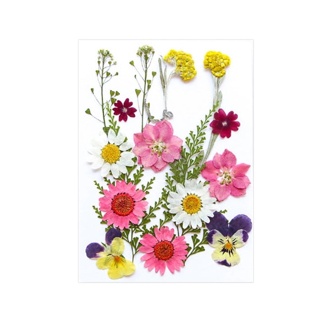 Flores prensadas secas Strade Fareast Limited juego de flores artesanales
