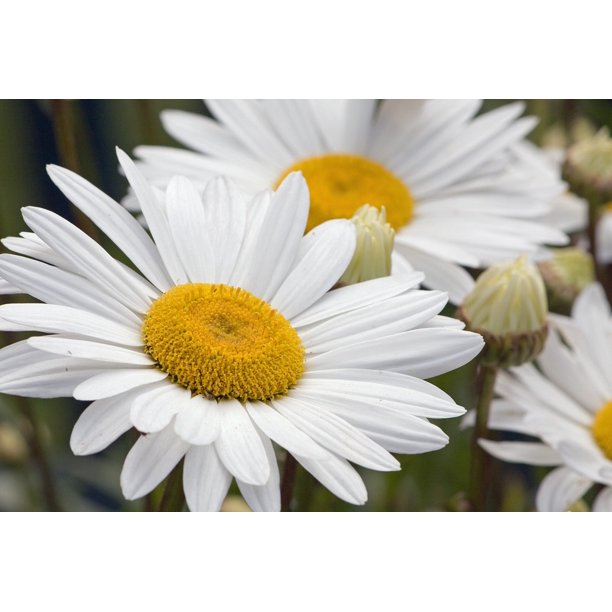 Ромашка крепит