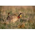 thumbnail image 2 of Welling, Dave 32x23 White Modern Wood Framed Museum Art Print Titled - TX, Canadian Lesser prairie chicken male at lek, 2 of 4