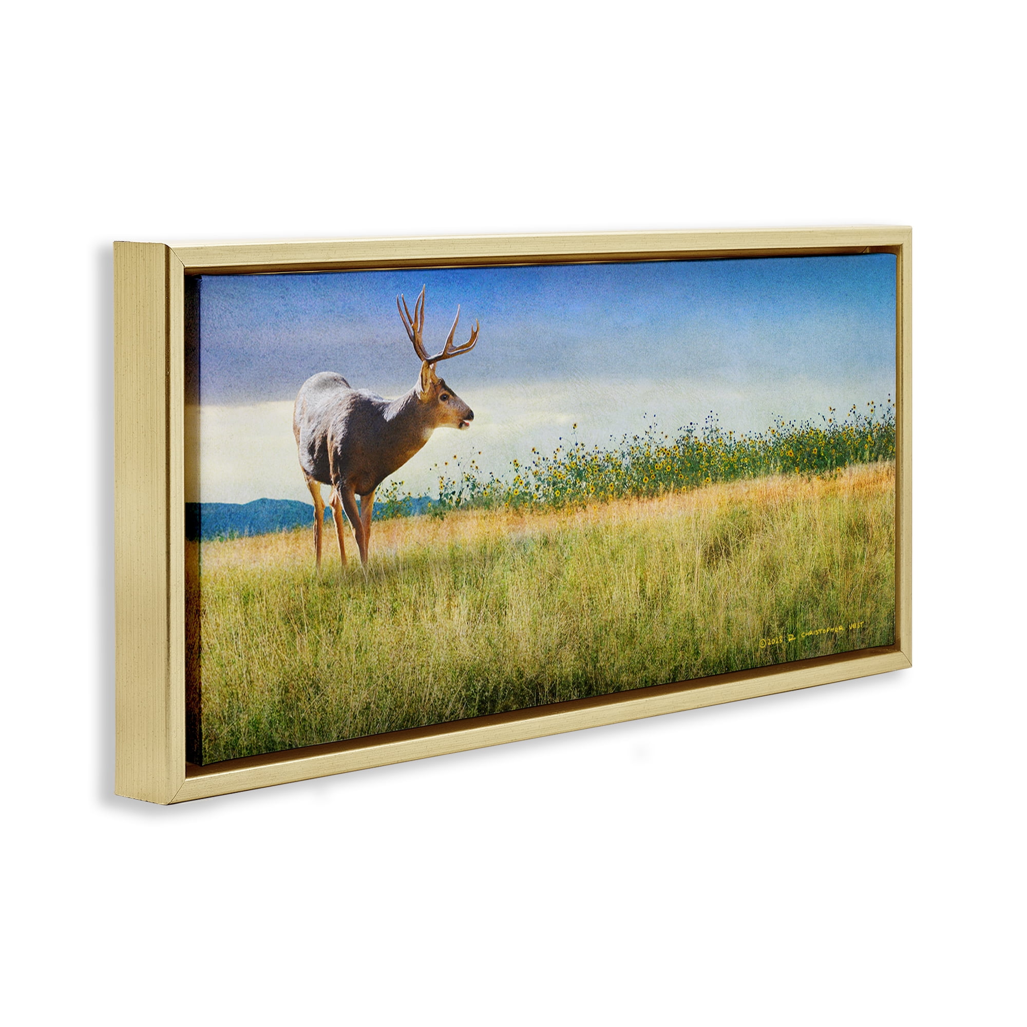Stupell Industries Buck Deer in Field Landscape & Nature Photography Gold Floater Framed Canvas Art Print Wall Art, 25 x 11