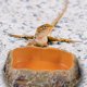 thumbnail image 4 of BESTYASH Plato De Alimentación Para Reptiles En Resina Para Comida Y Duradero, 4 of 6