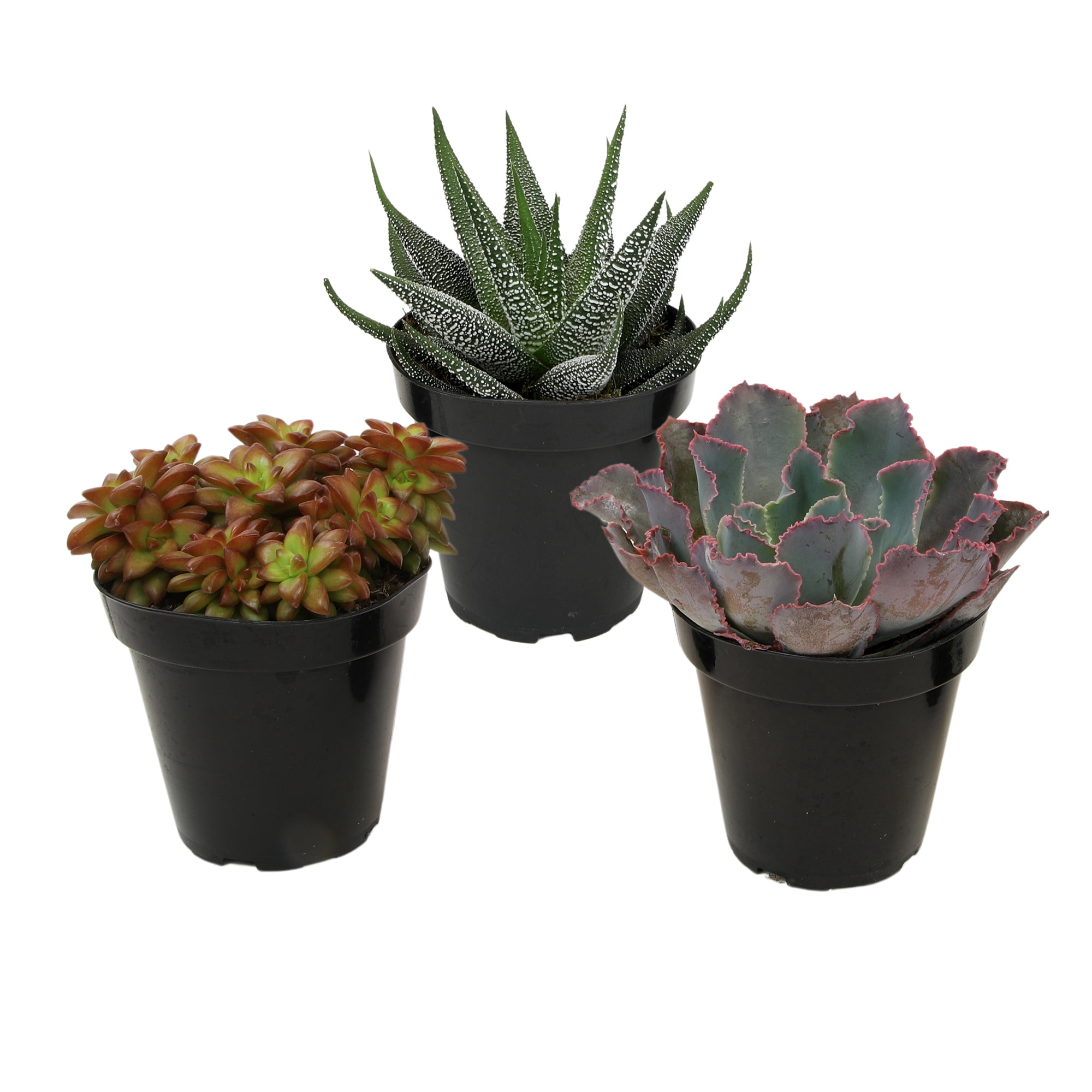 Altman Plants Pet-safe Succulents (3-pack) Easy Care Indoor Plants in 3.5 in. Grower Pots