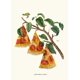 thumbnail image 3 of Póster de plantas de ensueño de fantasía, delicioso sushi, macarrones, pizza, hamburguesa, donut, planta, impresión en lienzo, pintura, arte de pared, imagen para decoración del hogar, 3 of 5