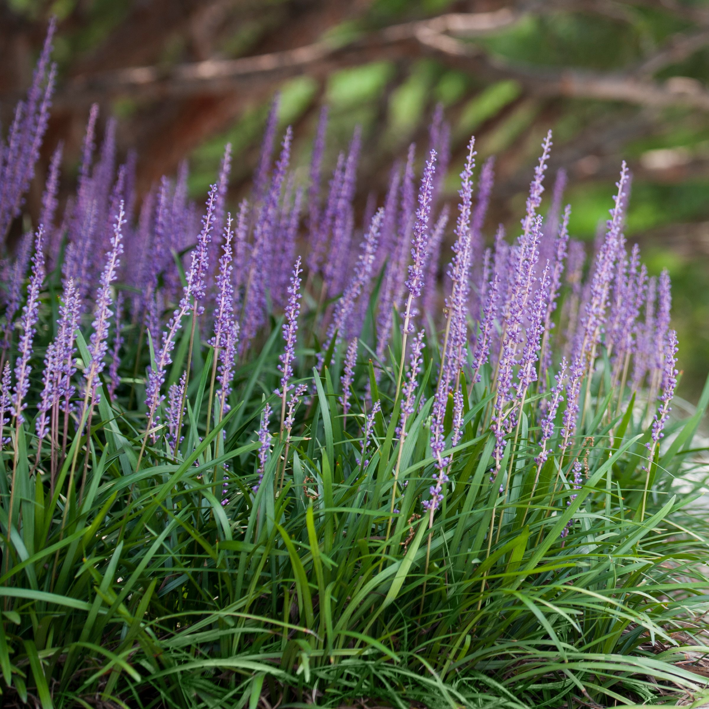 National Plant Network 1 gal. Liriope Emerald Goddess Grass
